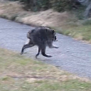 Jimothy the raccoon